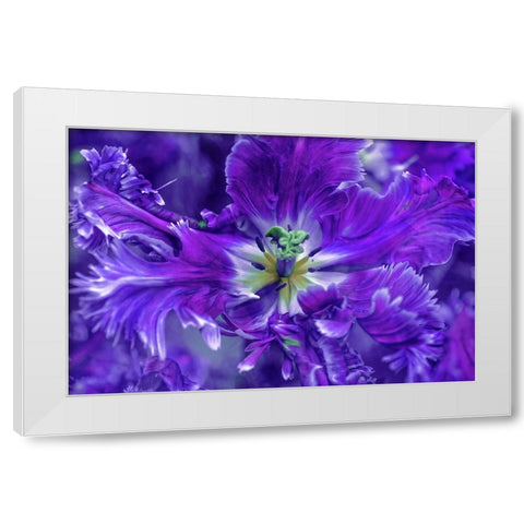 Purple Mysterious Parrot Tulip White Modern Wood Framed Art Print by Jenny Rainbow Fine Art