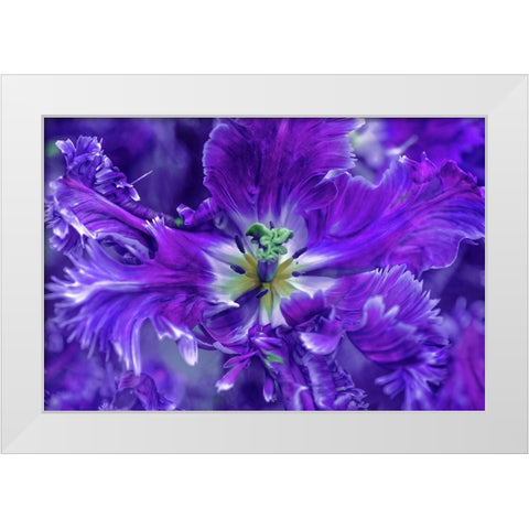 Purple Mysterious Parrot Tulip White Modern Wood Framed Art Print by Jenny Rainbow Fine Art