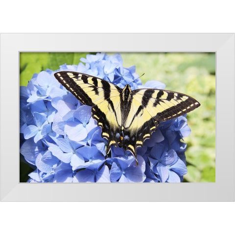 Butterfly on Flower White Modern Wood Framed Art Print by Schell, Jennie Marie