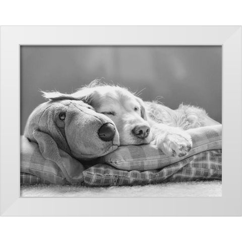 Dog Sleeping with Friend White Modern Wood Framed Art Print by Schell, Jennie Marie