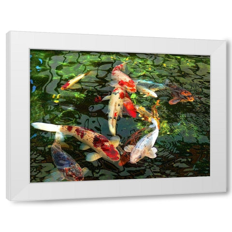 Koi Fish Pond White Modern Wood Framed Art Print by Schell, Jennie Marie