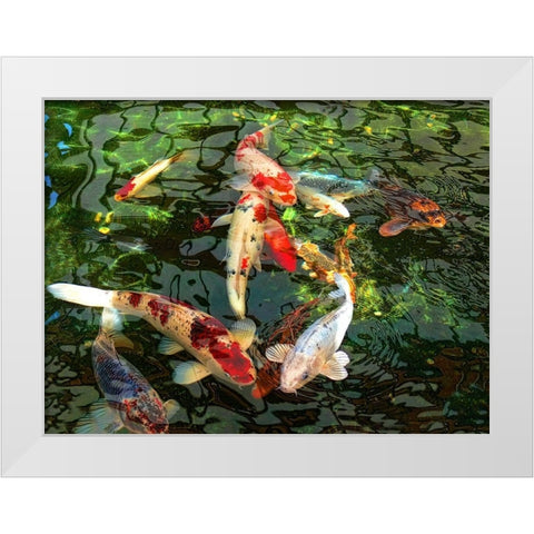 Koi Fish Pond White Modern Wood Framed Art Print by Schell, Jennie Marie