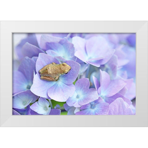 Little Frog On Flower White Modern Wood Framed Art Print by Schell, Jennie Marie
