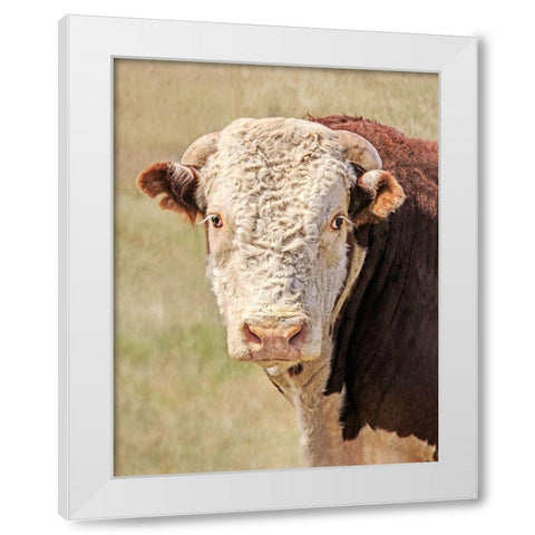 Hereford Bull Color White Modern Wood Framed Art Print by Schell, Jennie Marie