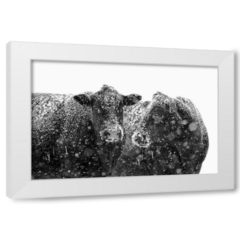Black Cattle In Snow 1 White Modern Wood Framed Art Print by Schell, Jennie Marie