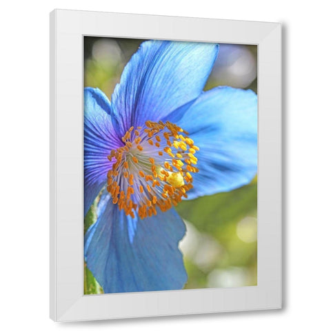 Blue Himalayan Poppy Flower White Modern Wood Framed Art Print by Schell, Jennie Marie