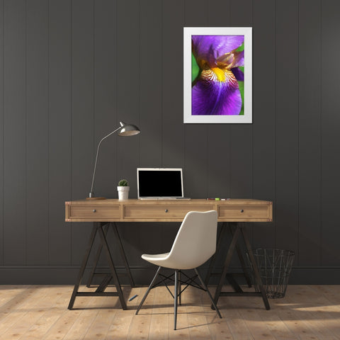 Purple Bearded Iris Flower White Modern Wood Framed Art Print by Schell, Jennie Marie