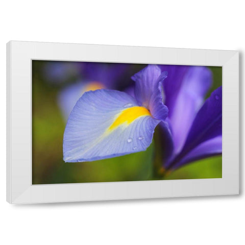 Purple Dutch Iris Flower White Modern Wood Framed Art Print by Schell, Jennie Marie