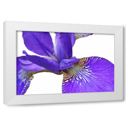 Purple Japanese Iris Flower White Modern Wood Framed Art Print by Schell, Jennie Marie
