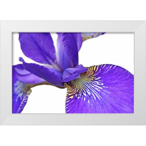 Purple Japanese Iris Flower White Modern Wood Framed Art Print by Schell, Jennie Marie