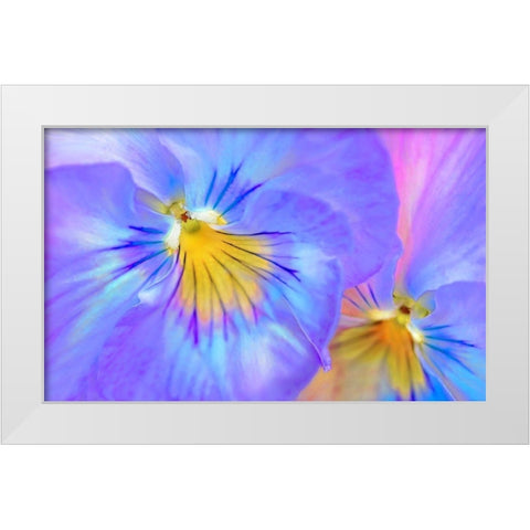 Purple Pansy Flower White Modern Wood Framed Art Print by Schell, Jennie Marie