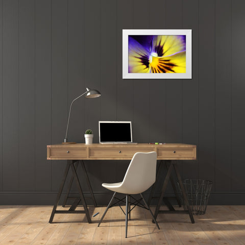 Purple Pansy Macro Flower White Modern Wood Framed Art Print by Schell, Jennie Marie