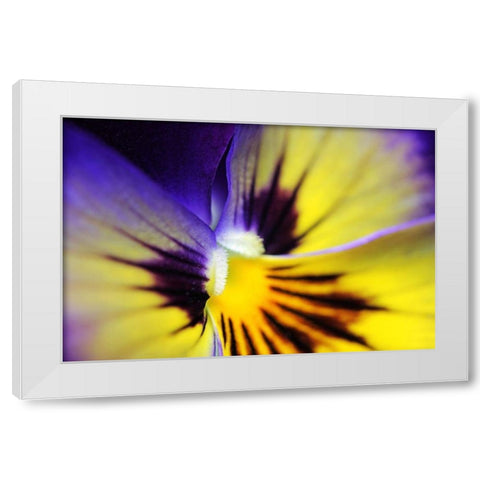 Purple Pansy Macro Flower White Modern Wood Framed Art Print by Schell, Jennie Marie