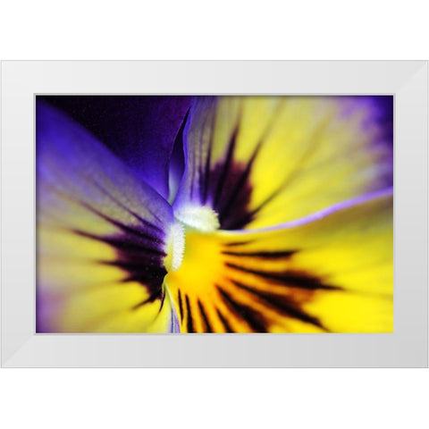 Purple Pansy Macro Flower White Modern Wood Framed Art Print by Schell, Jennie Marie