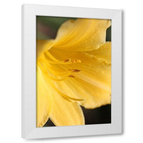 Yellow Daylily Flower White Modern Wood Framed Art Print by Schell, Jennie Marie