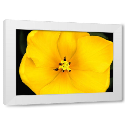 Yellow Tulip Flower White Modern Wood Framed Art Print by Schell, Jennie Marie