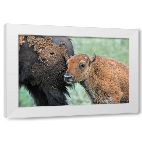 Buffalo Bison and Calf White Modern Wood Framed Art Print by Schell, Jennie Marie