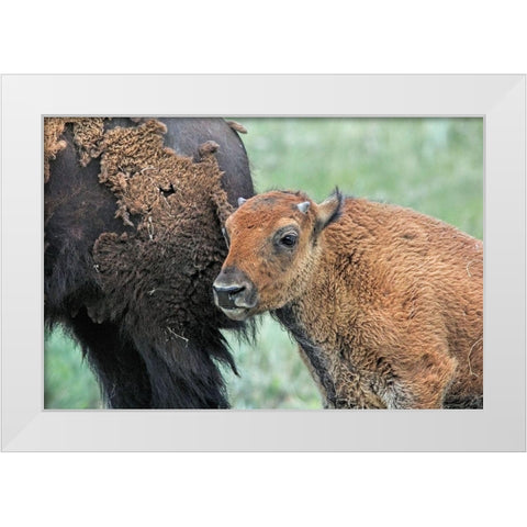 Buffalo Bison and Calf White Modern Wood Framed Art Print by Schell, Jennie Marie