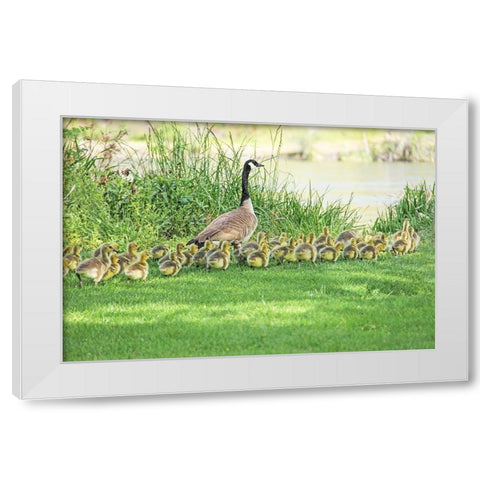 Canada Goose and Goslings White Modern Wood Framed Art Print by Schell, Jennie Marie