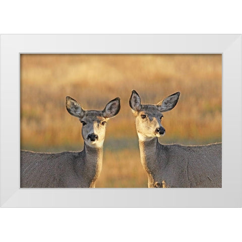 Deer in Autumn White Modern Wood Framed Art Print by Schell, Jennie Marie