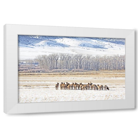 Elk Herd in Winter Landscape White Modern Wood Framed Art Print by Schell, Jennie Marie