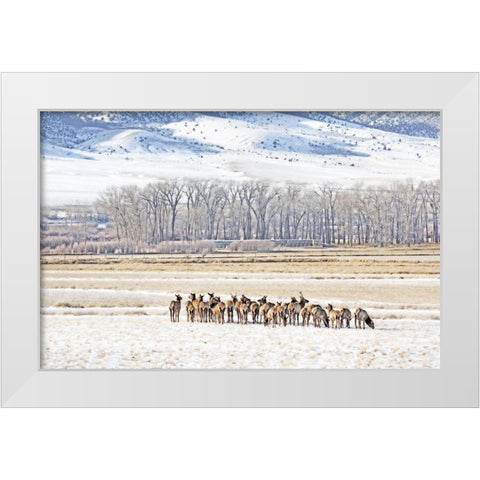 Elk Herd in Winter Landscape White Modern Wood Framed Art Print by Schell, Jennie Marie
