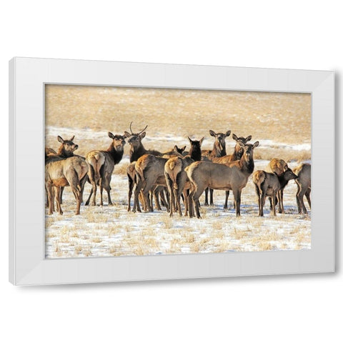Elk Herd in Winter White Modern Wood Framed Art Print by Schell, Jennie Marie