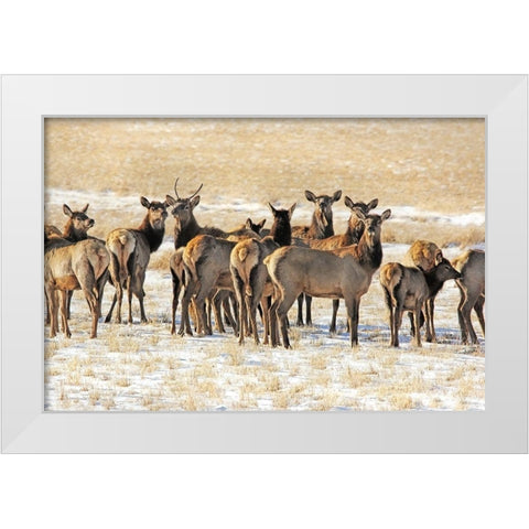 Elk Herd in Winter White Modern Wood Framed Art Print by Schell, Jennie Marie