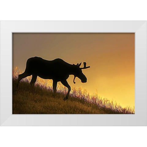 Moose Walking Silhouette White Modern Wood Framed Art Print by Schell, Jennie Marie