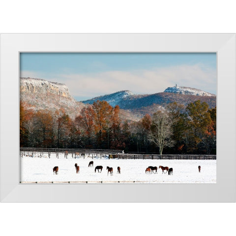 Early Snow Horse Paddock White Modern Wood Framed Art Print by Goldwitz, Robert