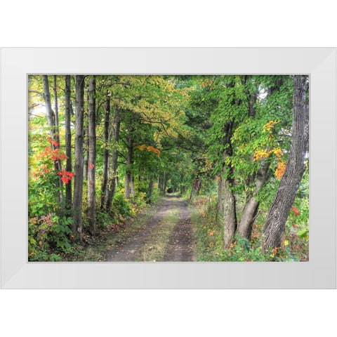 Carriage Path White Modern Wood Framed Art Print by Goldwitz, Robert