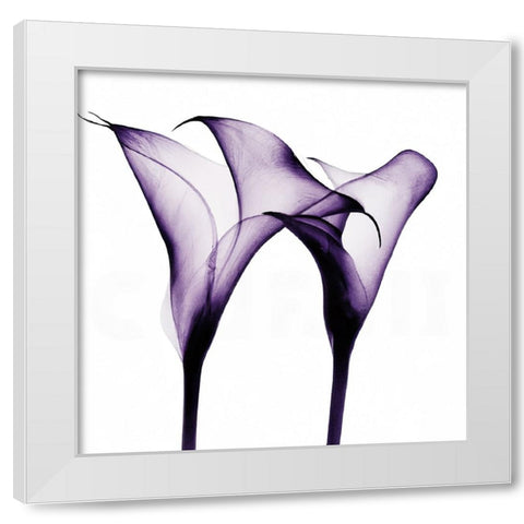 Purple Calla One White Modern Wood Framed Art Print by Sasha