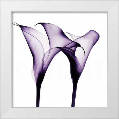Purple Calla One White Modern Wood Framed Art Print by Sasha
