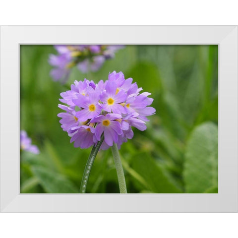 Drumstick Primrose White Modern Wood Framed Art Print by Bonin, Suzanne