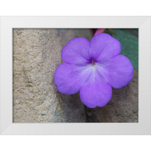 Magic Flower White Modern Wood Framed Art Print by Bonin, Suzanne