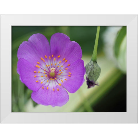 Jazz Time White Modern Wood Framed Art Print by Bonin, Suzanne