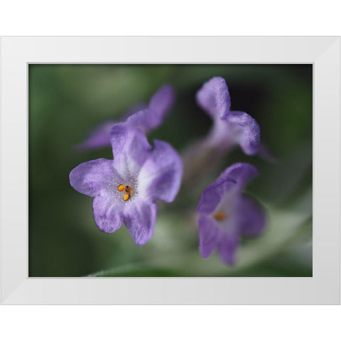 Lavender White Modern Wood Framed Art Print by Bonin, Suzanne