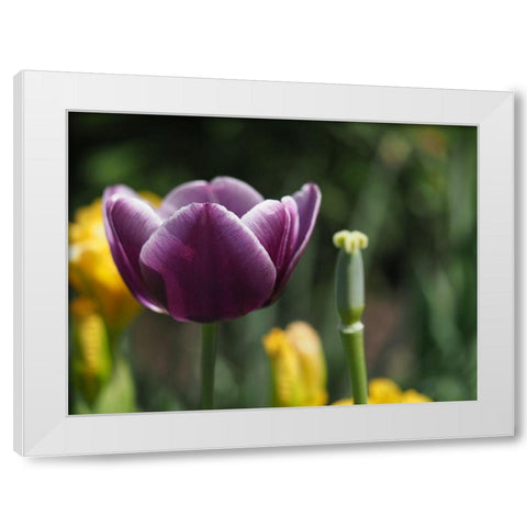 Before After White Modern Wood Framed Art Print by Bonin, Suzanne