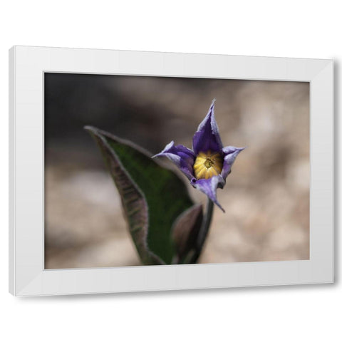 Fuzzy Beauty White Modern Wood Framed Art Print by Bonin, Suzanne