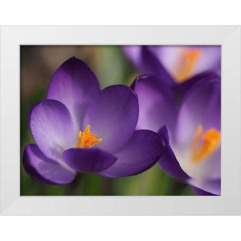 Heart Of Gold White Modern Wood Framed Art Print by Bonin, Suzanne