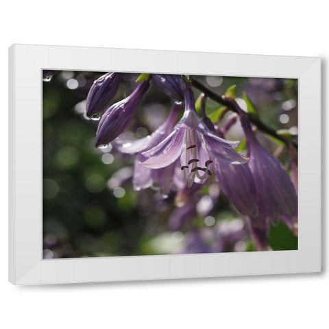 Into The Wild White Modern Wood Framed Art Print by Bonin, Suzanne