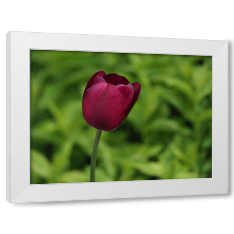 Lady In Red White Modern Wood Framed Art Print by Bonin, Suzanne