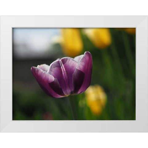 Peace White Modern Wood Framed Art Print by Bonin, Suzanne