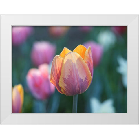 Springtime White Modern Wood Framed Art Print by Bonin, Suzanne