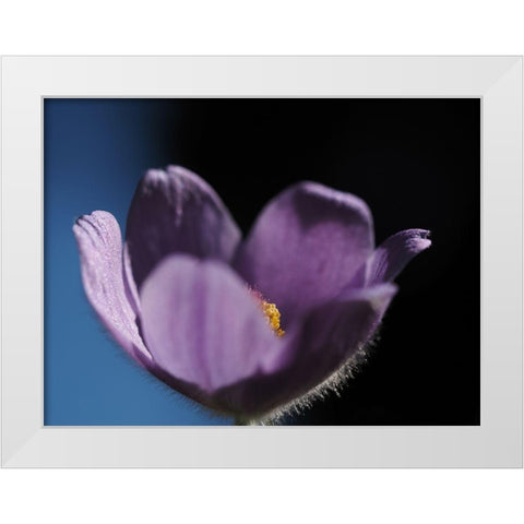 Special One White Modern Wood Framed Art Print by Bonin, Suzanne