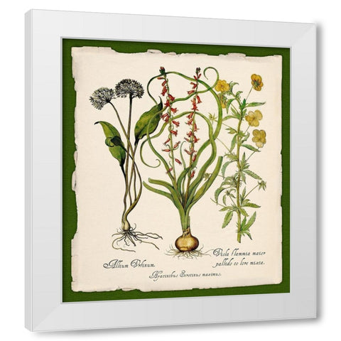 Botanica Nostalgia White Modern Wood Framed Art Print by Lavoie, Tina
