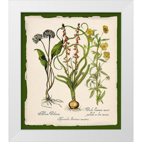 Botanica Nostalgia White Modern Wood Framed Art Print by Lavoie, Tina
