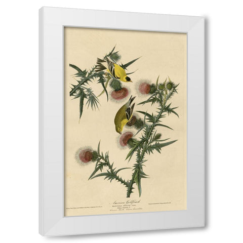 American Goldfinch White Modern Wood Framed Art Print by Vintage Apple Collection