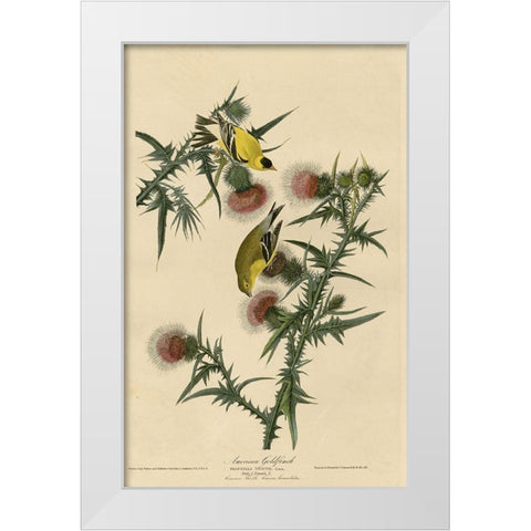 American Goldfinch White Modern Wood Framed Art Print by Vintage Apple Collection