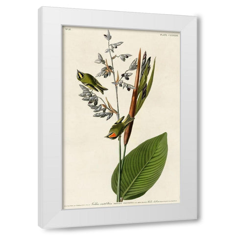 Golden Crested Wren White Modern Wood Framed Art Print by Vintage Apple Collection